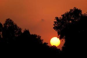 Silhouette tree in the evening.Sunset. photo