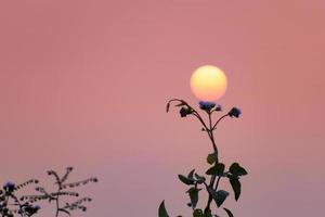 una puesta de sol con un árbol. toma creativa de la puesta de sol. foto