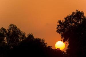 Sunset with tree.Silhouette tree photo