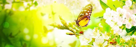 Beautiful branch of blossoming tree in spring with butterfly. photo