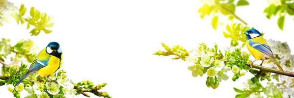 Great tit sitting on a tree branch in spring weather photo