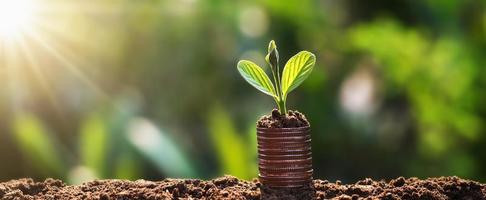 young plant grow on coins with sunrise. finance and accounting concept photo