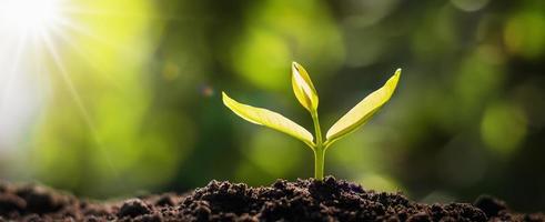 panorama small tree growing with sunrise. green world and earth day concept photo