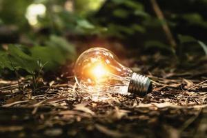 light bulb on ground with sunshine in forest. concept clean energy photo