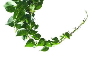 ivy plant isolate on white background photo