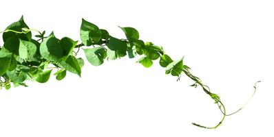 ivy plant isolate on white background photo