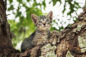 cat playing on tree photo