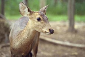 young deer standing portrait in forest photo