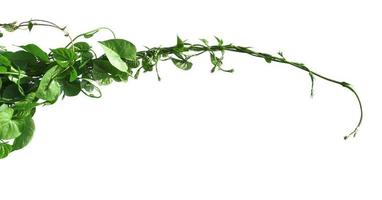 ivy plant isolate on white background photo