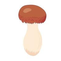 Honey mushrooms.Vector stock illustration.  Shimeji Mushrooms, Brown Varieties Fungi is Edible mushroom. Isolated on a white background. vector