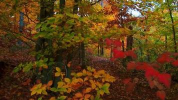 Beautiful woods with Autumn foliage video