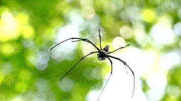 gros plan d'araignées arthropodes à l'état sauvage video