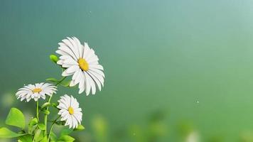 animación de flores para el fondo de la invitación de boda video