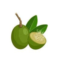 Vector illustration of Ambarella or Spondias dulcis, with green leaves, isolated on white background.
