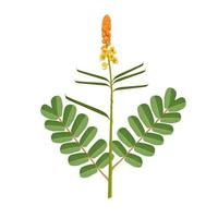 Vector illustration, candle bush or senna alata isolated on white background, herbal medicinal plant.