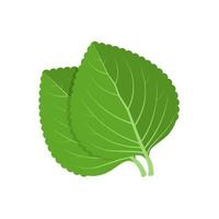 ilustración vectorial, hoja de shiso verde o perilla frutescens, aislada en fondo blanco. vector