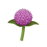 Vector illustration of Gomphrena globosa or globe amaranth, also known as bachelor button flower, isolated on a white background.