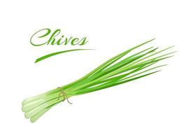 Vector illustration, bunch of fresh Chives, scientific name Allium schoenoprasum, isolated on a white background.