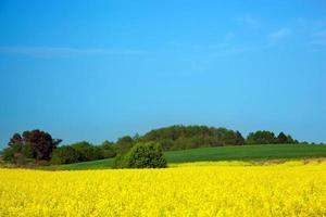 Yellow flower field photo