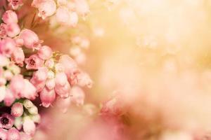 Pink flower background photo