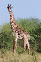 Giraffe in field photo