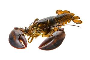 Raw lobster on white photo