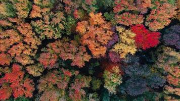 vue aérienne d'arbres colorés video