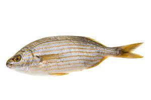 Salema porgy - sarpa fish photo