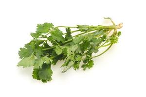 Fresh ripe  Green cilantro leaves photo