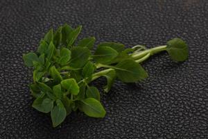 Green Basil leaves photo