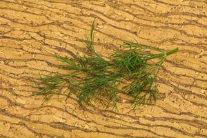 Fresh green dill herb branch photo