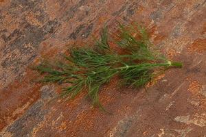 Fresh green dill herb branch photo