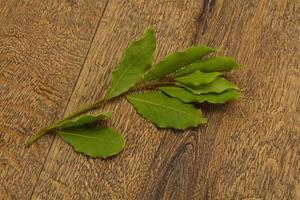 Green laurel leaves on the branch photo