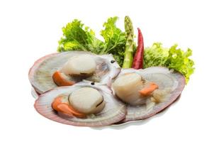 Raw fresh scallop photo