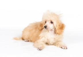 retrato de cachorro caniche albaricoque sobre un fondo blanco foto