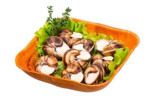 Escargot snails on a plate photo