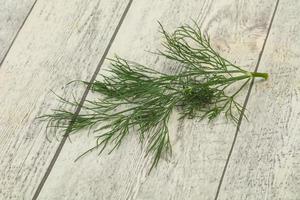 Fresh green dill herb branch photo