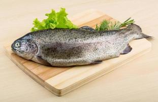 Raw fresh trout photo