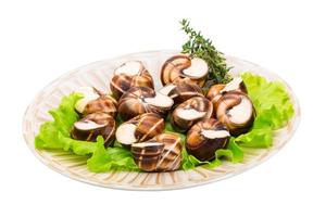 Escargot snails on a plate photo