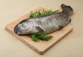 Raw fresh trout photo