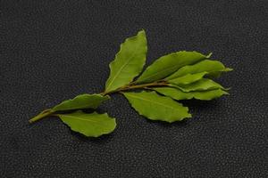 Green laurel leaves on the branch photo