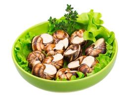 Escargot snails on a plate photo