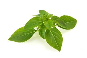 Fresh green Basil leaves - for cooking photo