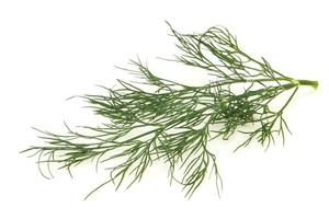 Fresh green dill herb branch photo