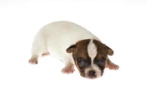 Funny puppy Chihuahua poses on a white background photo