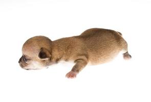 Funny puppy Chihuahua poses on a white background photo