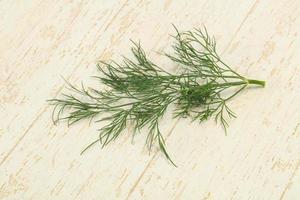 Fresh green dill herb branch photo