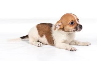 chihuahua puppy in front of a white background photo