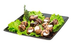 Escargot snails on a plate photo