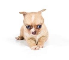 chihuahua puppy in front of a white background photo